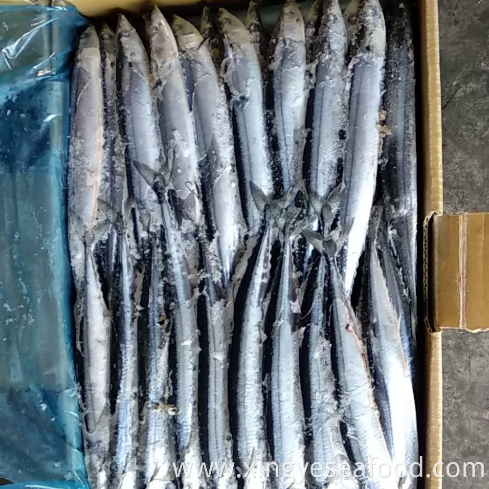 Frozen Saury